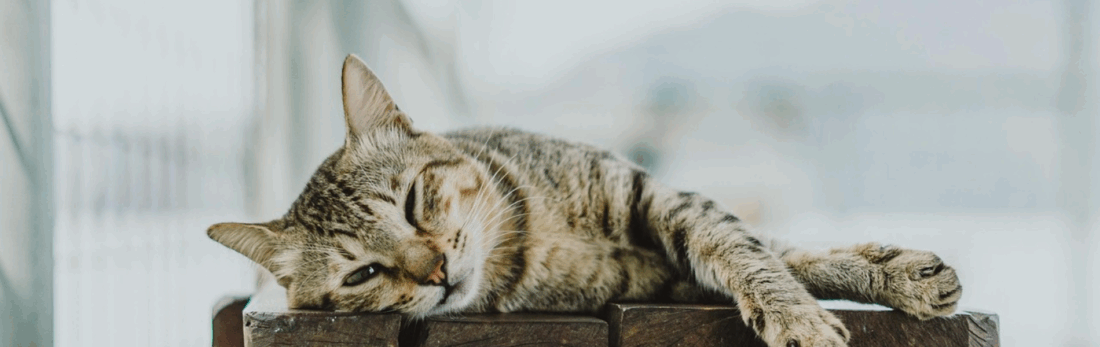 Animali domestici: gatto