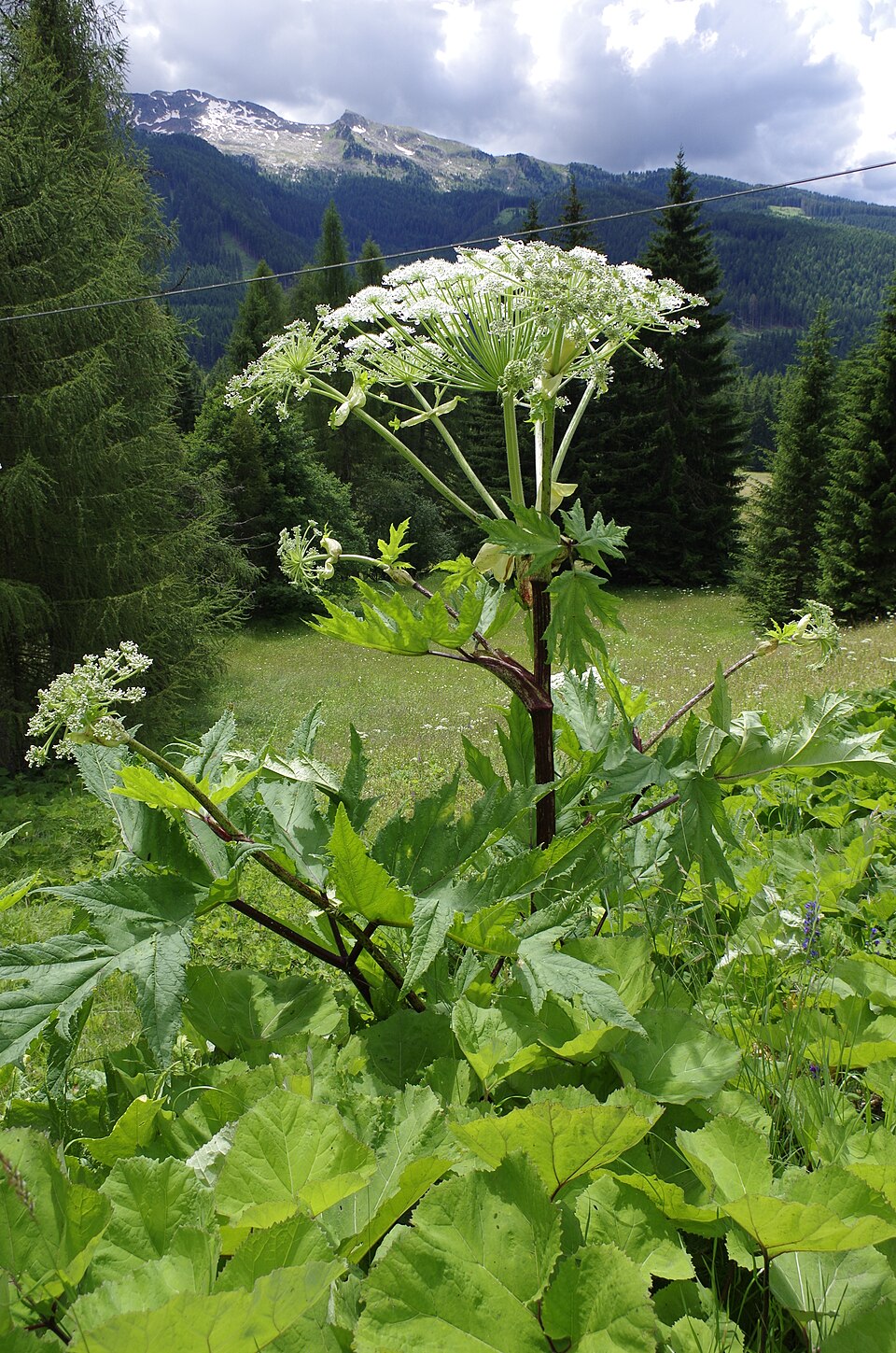 Panace gigante di Mantegazza