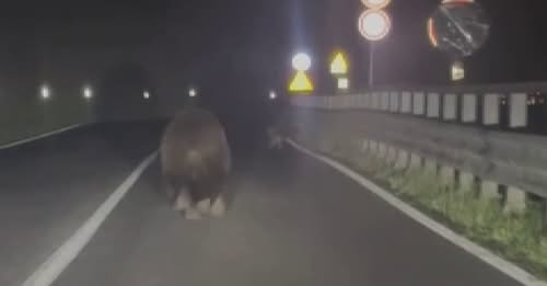 Orso in Carnia